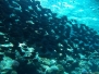 Beautiful red sea