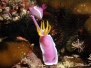 Sipadan 2015